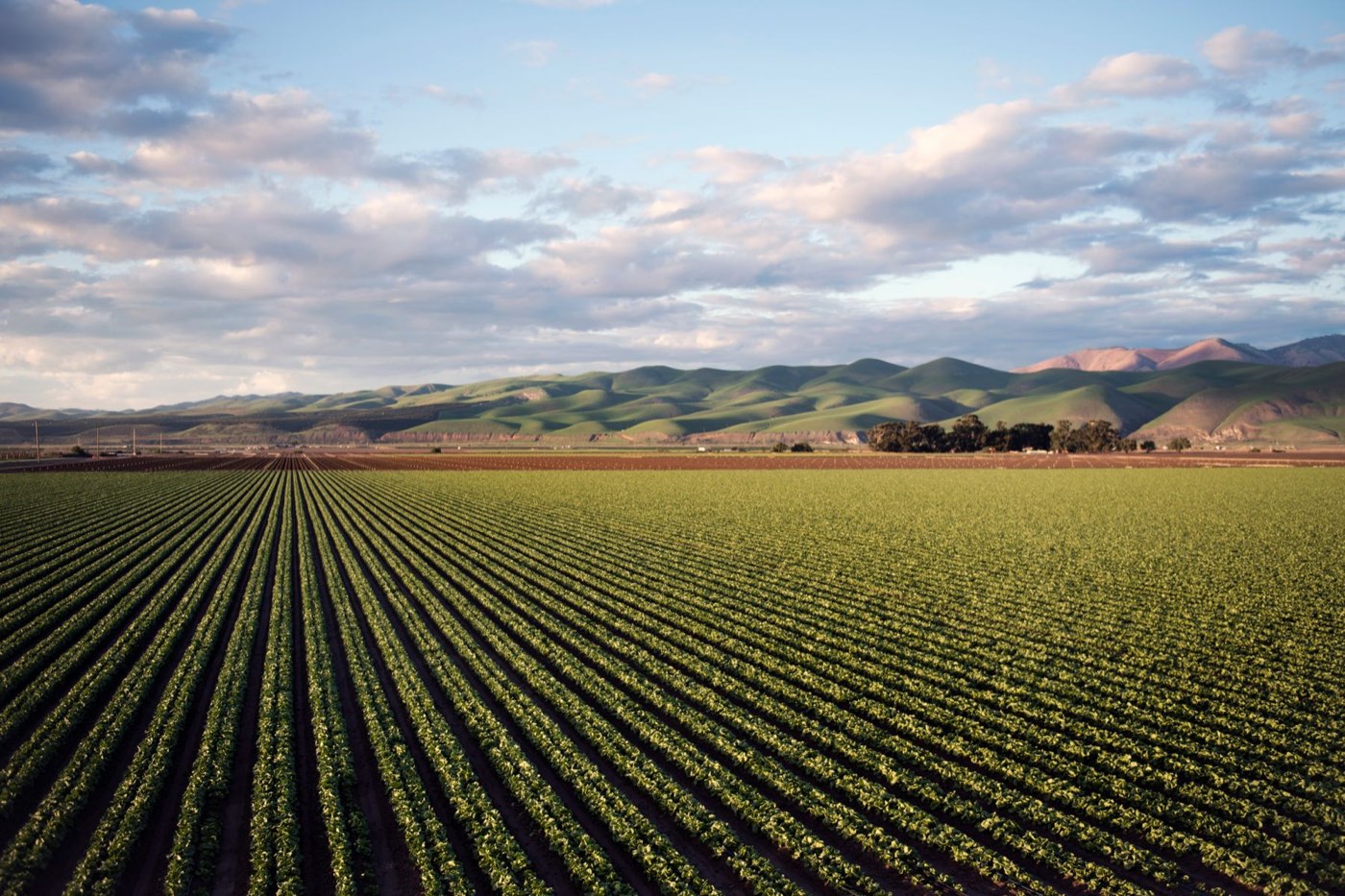 Long rows of crops running toward low hills under a cloudy sky