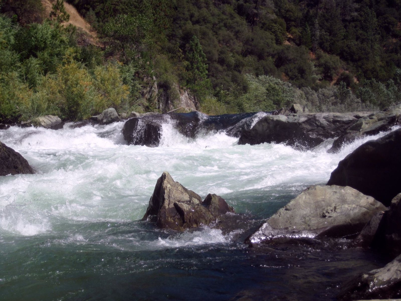 Water rushing over rocks in the American River, with a wooded bank behind