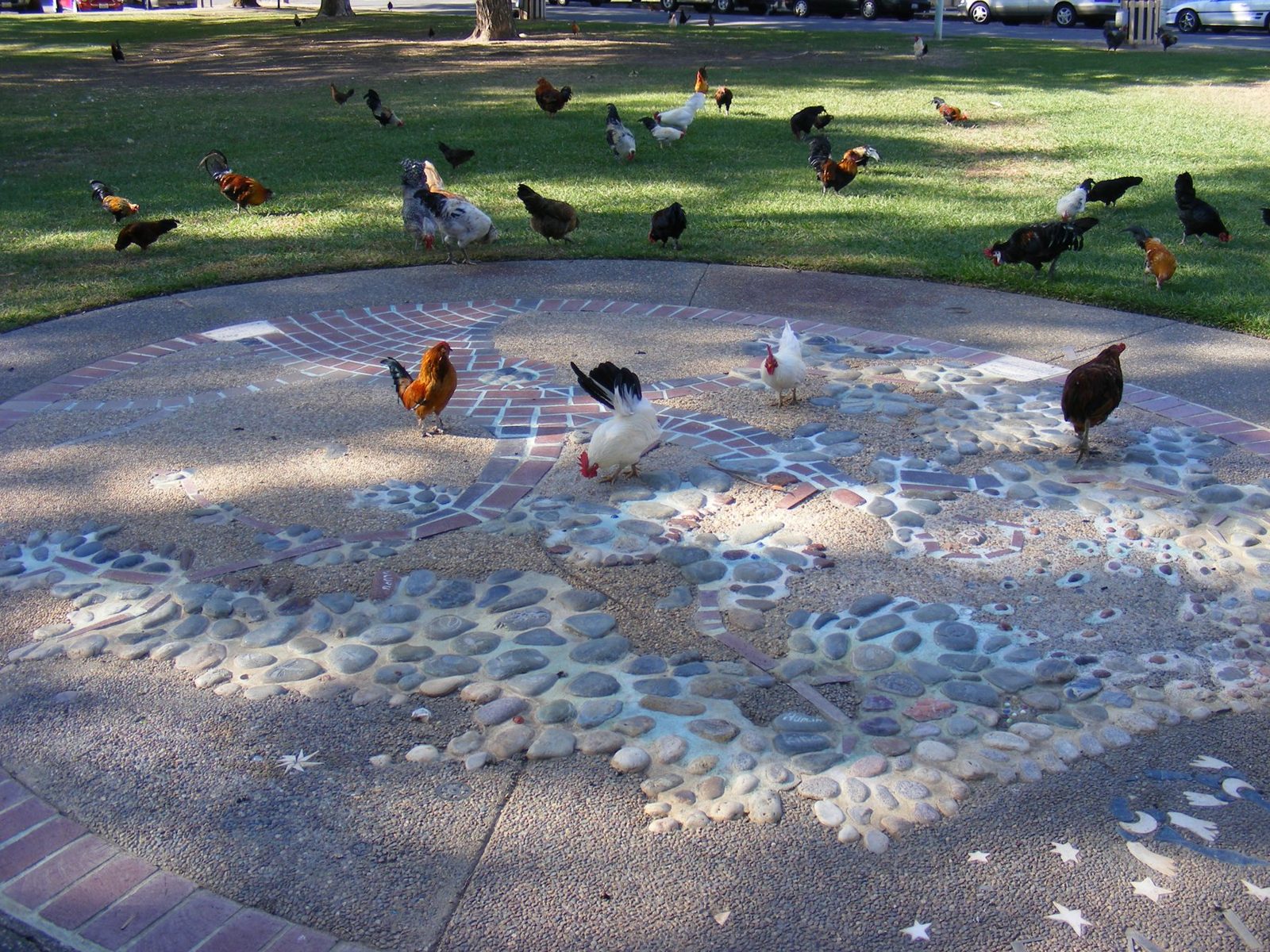 Fair Oaks' free-roaming chickens in Plaza Park, on the mosaic and the lawn