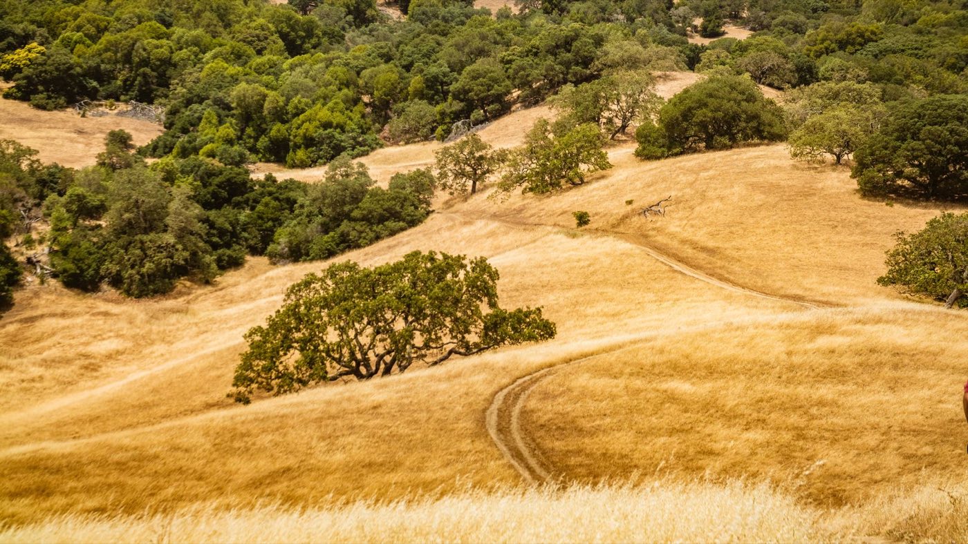 Golden summer grass on rolling hills dotted with oak trees