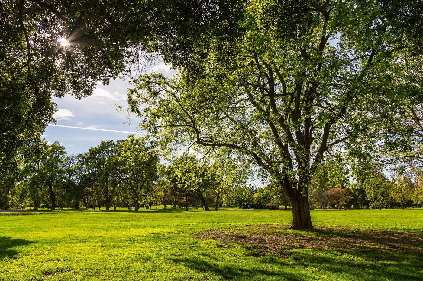 Large oak trees on a green lawn in a Sacramento park