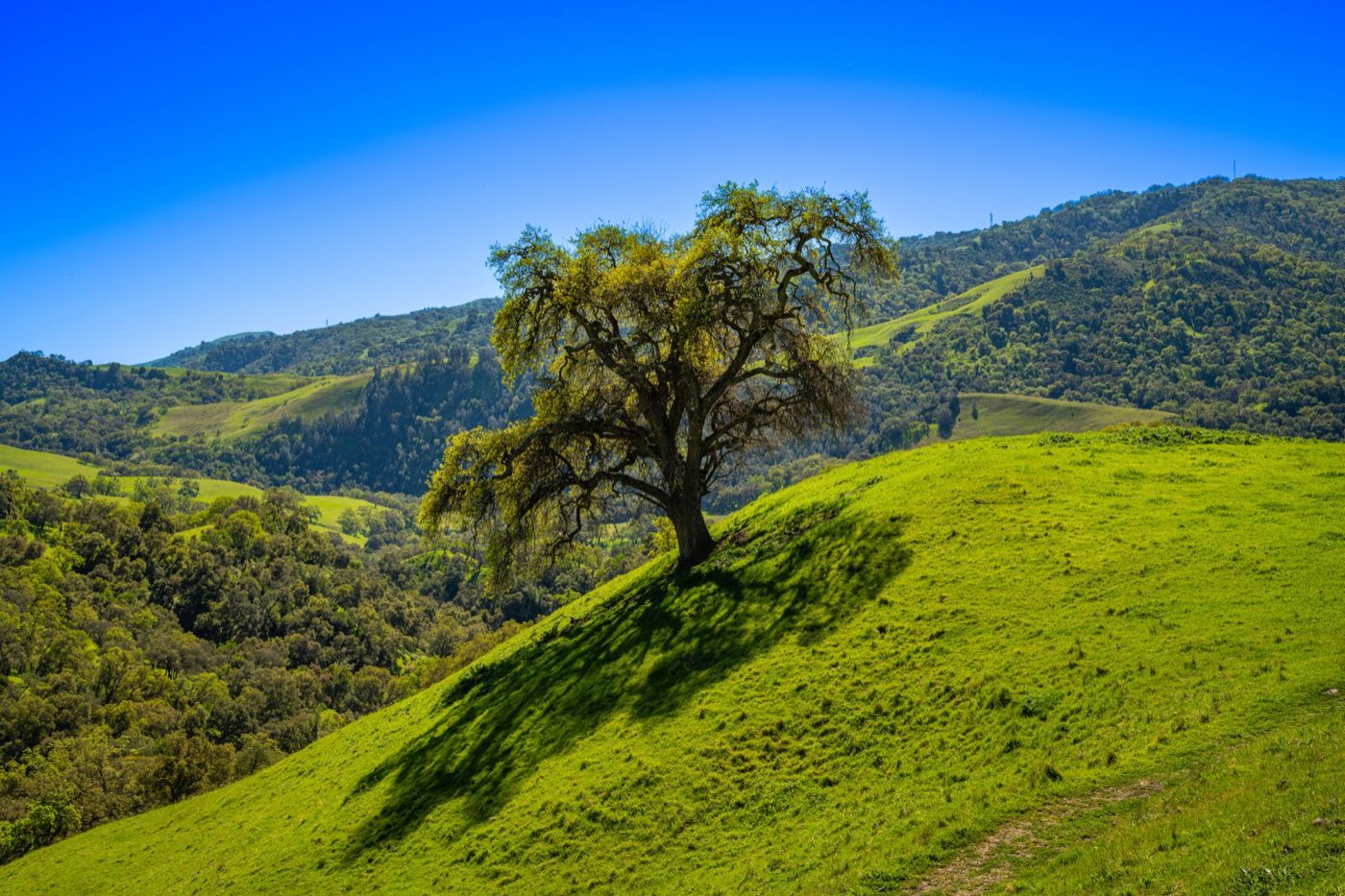 A single oak tree on a bright green hillside in spring