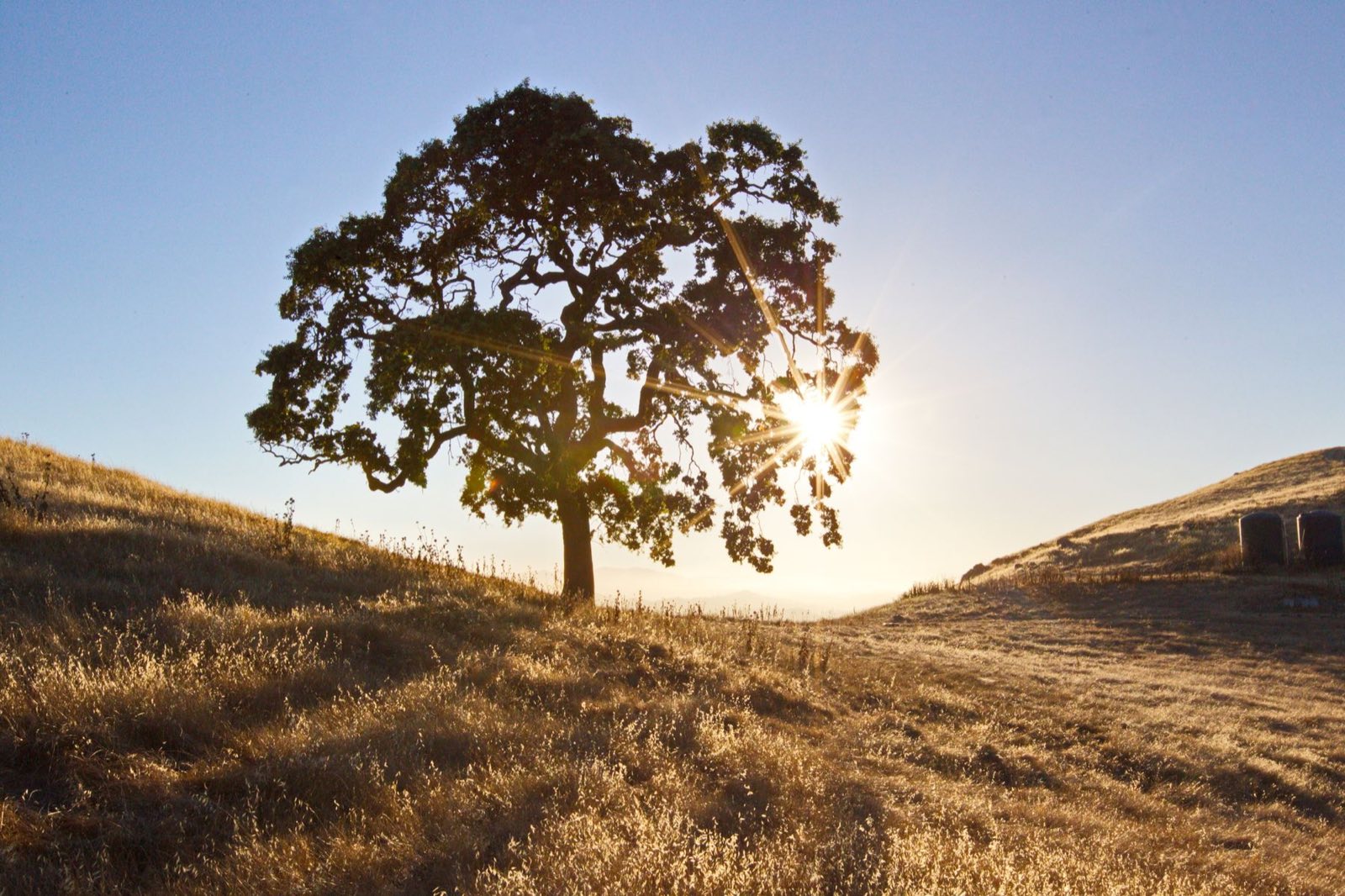 A lone oak tree lit from behind by the sunrise over dry grass