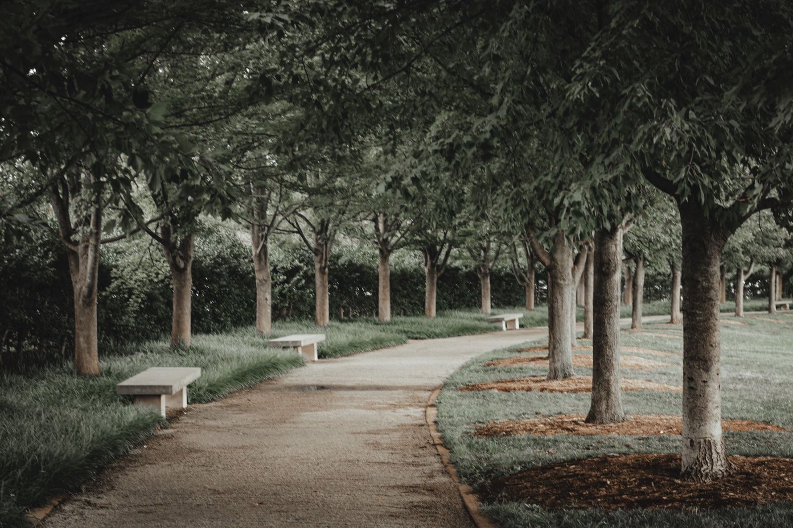A curving park path with stone benches and rows of trees