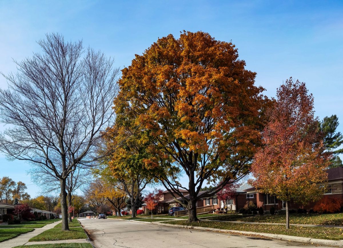A quiet residential street lined with trees in fall color